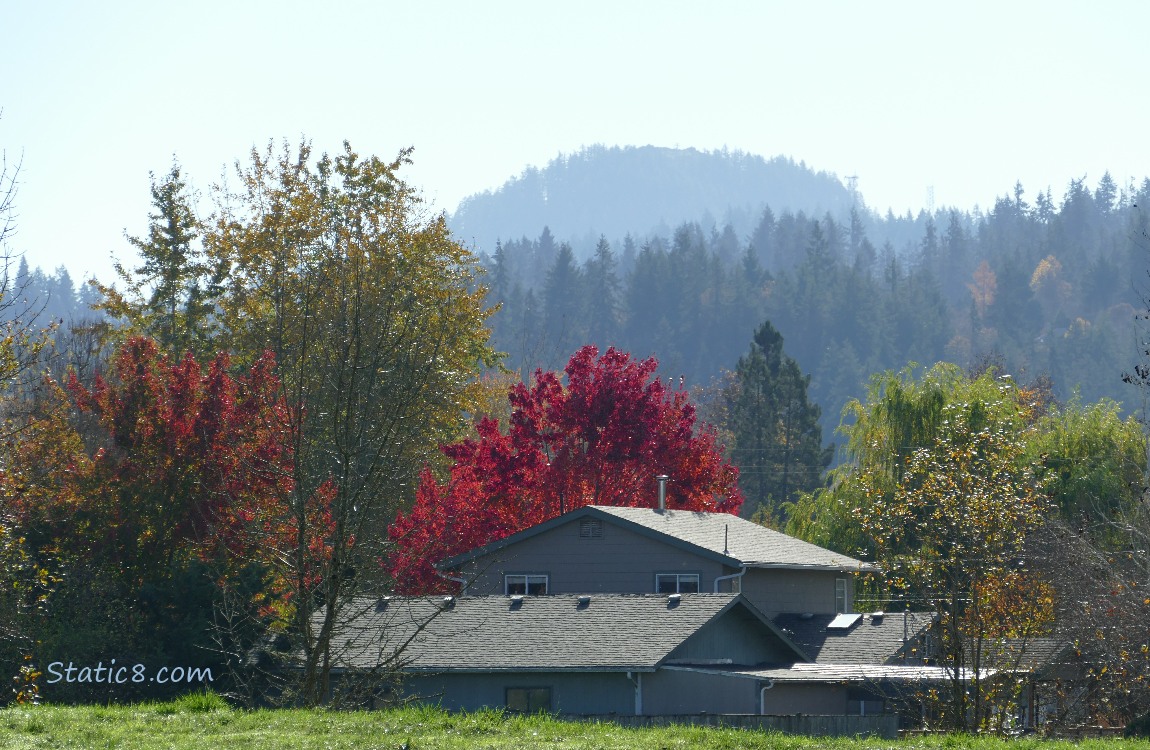 Autumn trees and fir trees on the hill in the distance