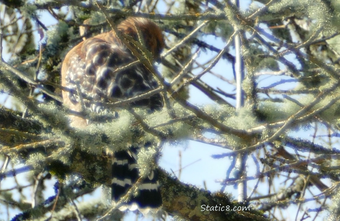 Red Shoulder Hawk, preening and surrounded by winter bare branches