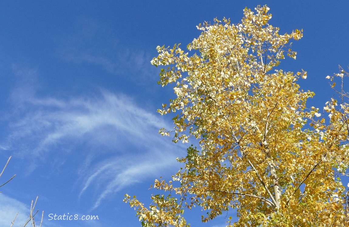 Autumn yellow tree with blue sky behind