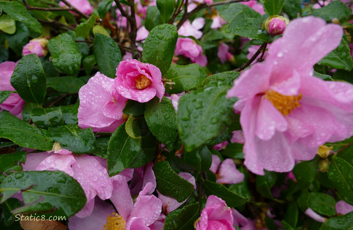 Pink Camellia blooms with raindrops