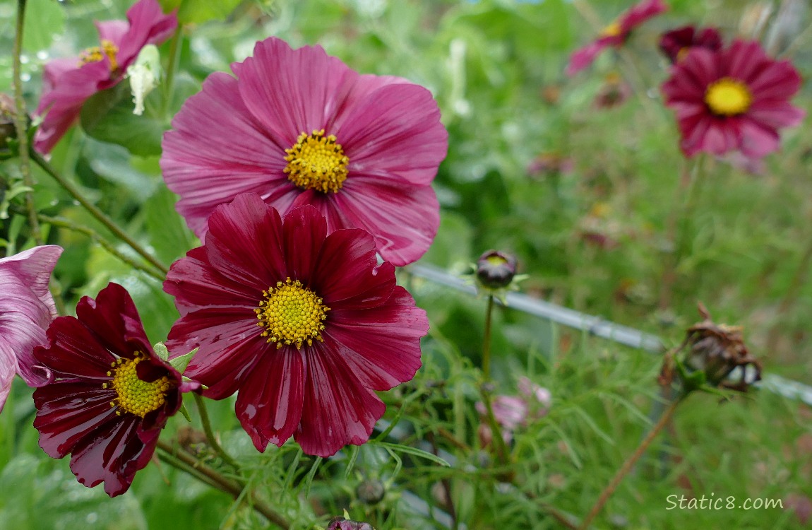 Dark rose coloured Cosmos blooms