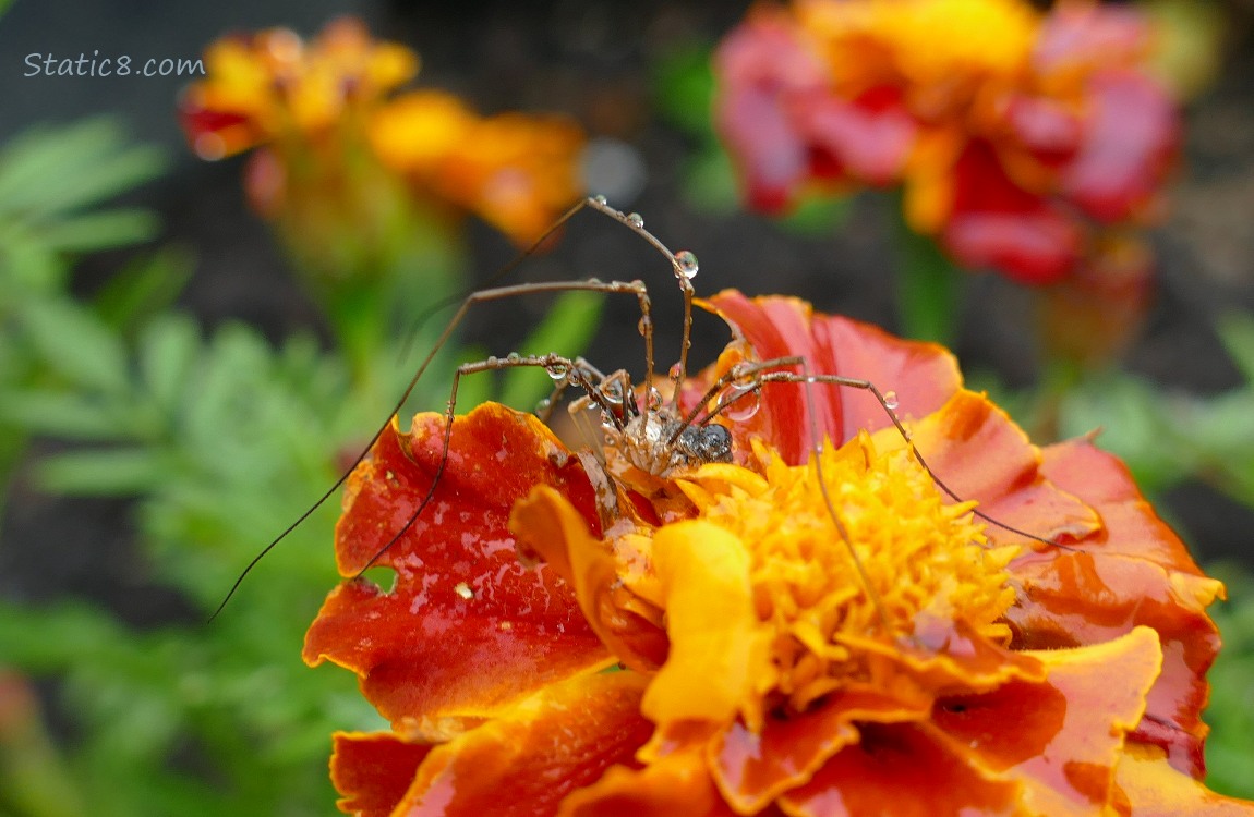 Daddy Long Legs spider on a Marigold bloom