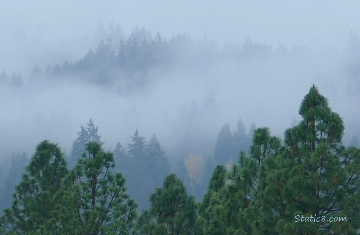 Foggy fir trees on the hill in the distance