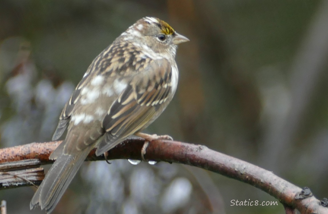 Sparrow with white patches standing on a leaning twig