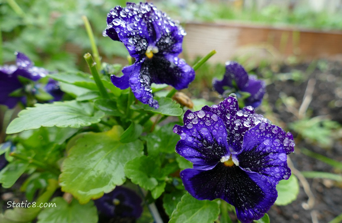 Purple Pansy blooms covered in rain drops
