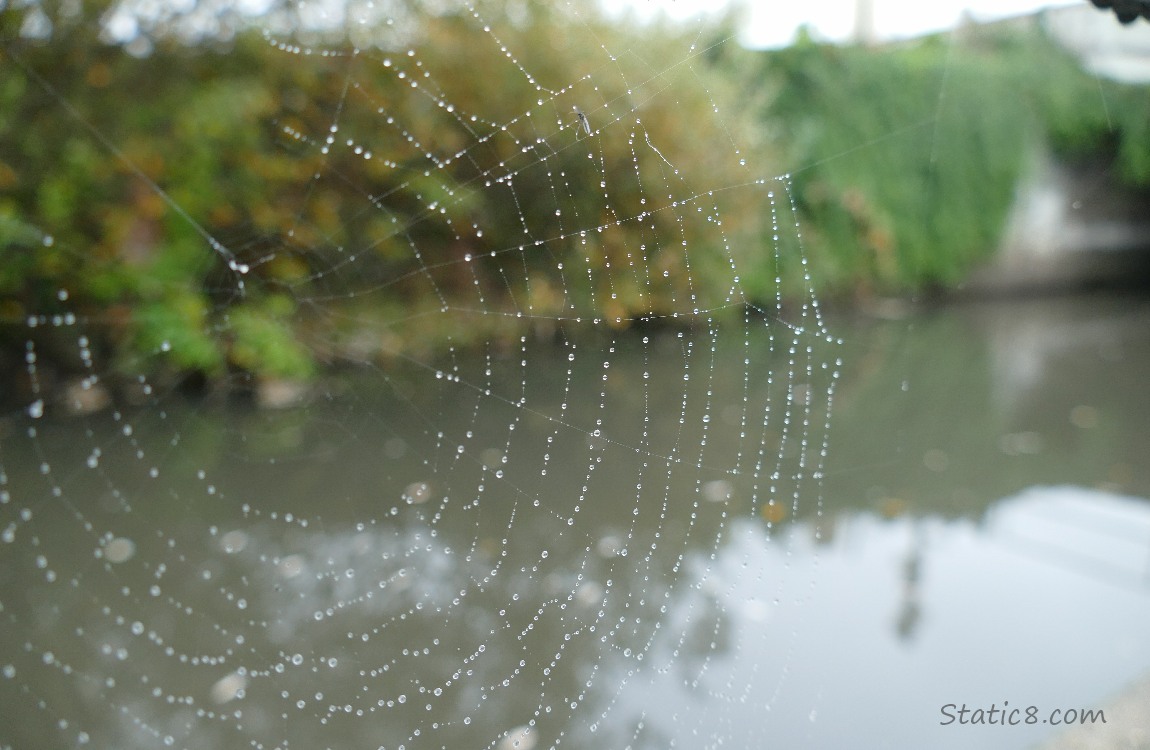 Spider web with rain drops
