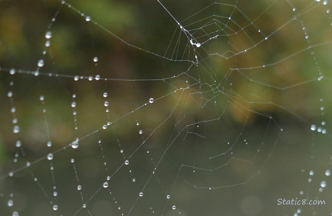 Close up of a spider web with rain drops