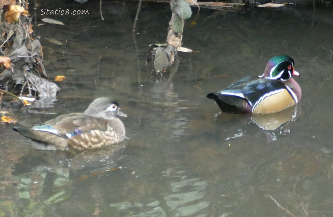 Pair of Wood Ducks paddling away
