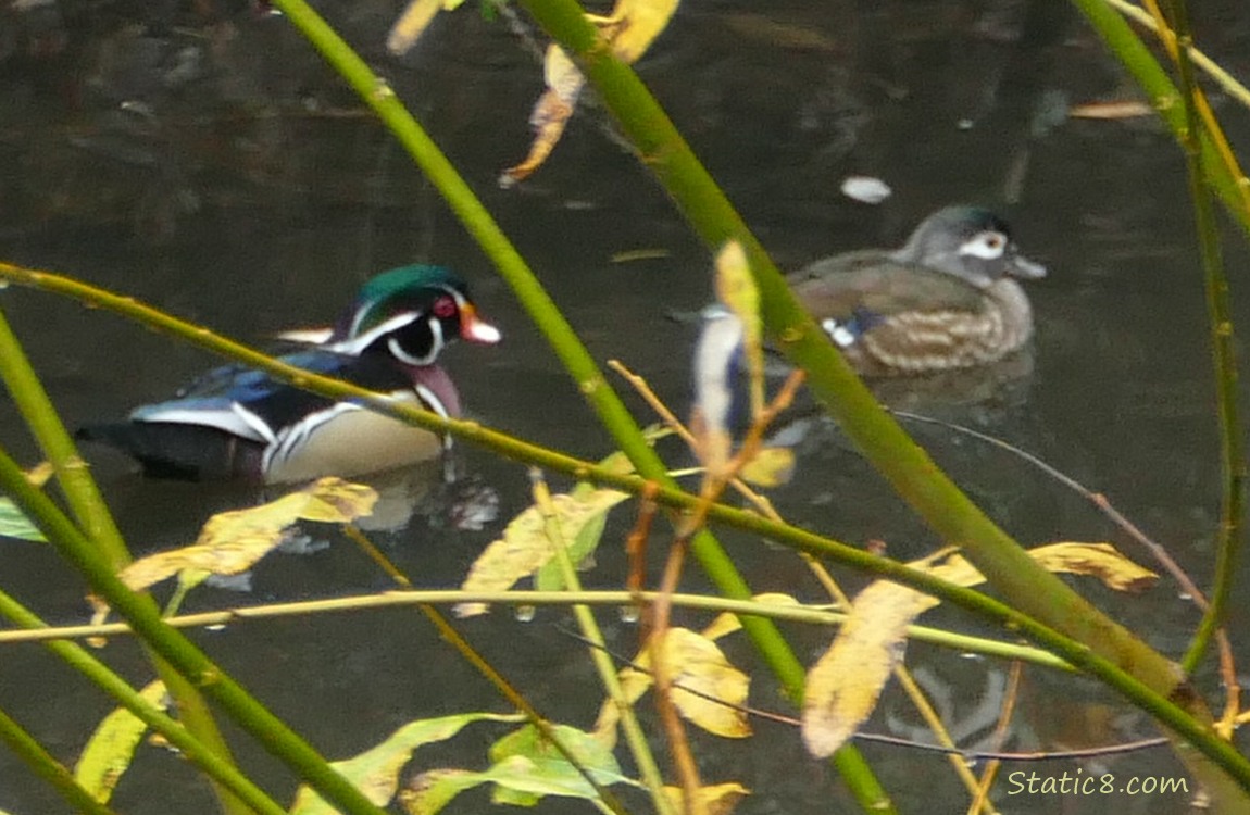 A pair of Wood Ducks paddling on the water, behind sticks