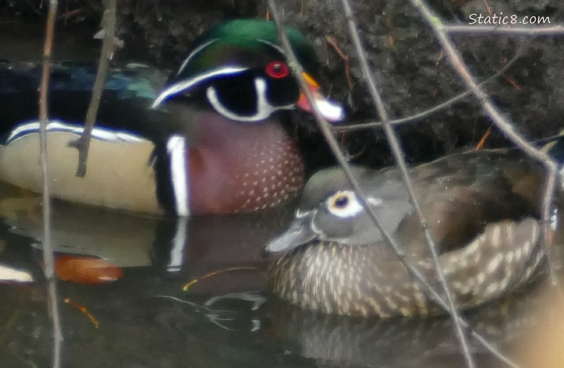 Wood Ducks sitting on the water