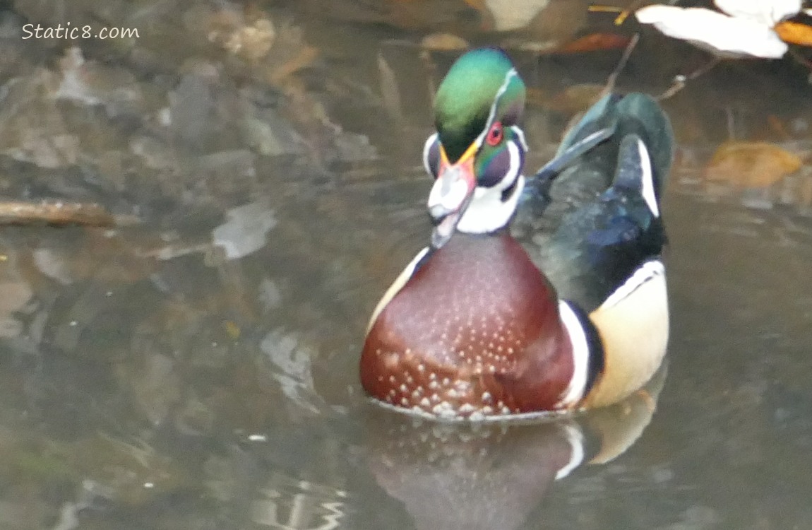 Wood Duck talking