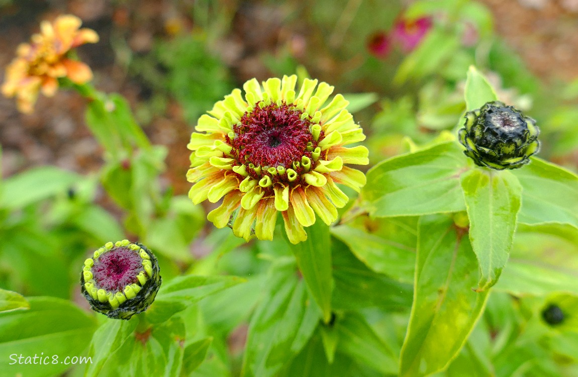 New Zinnia blooms