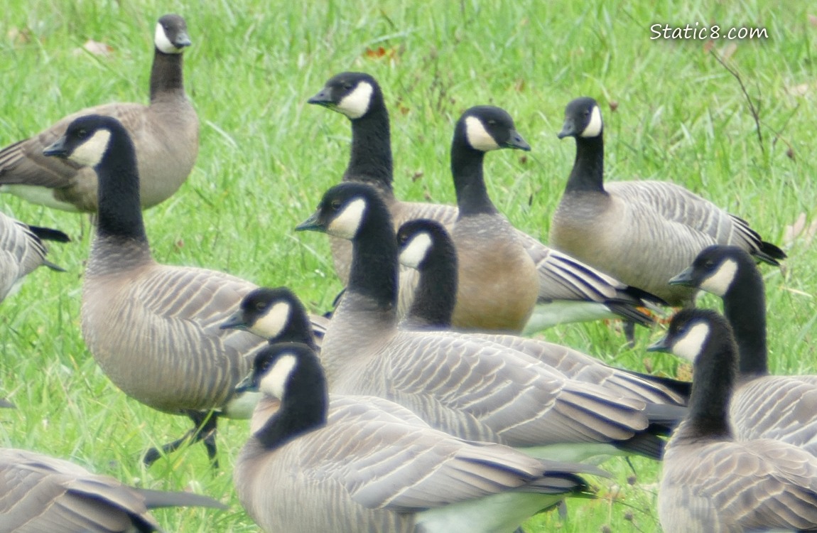 Cackling Geese standing on the grass