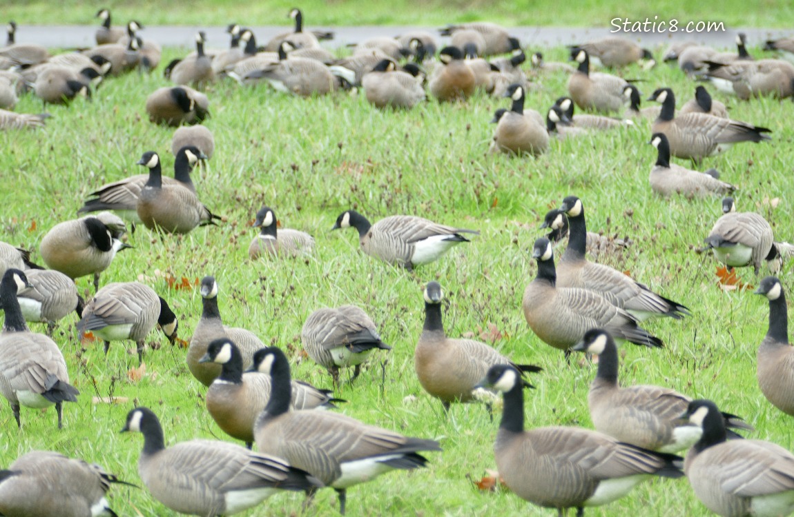 Cackling Geese standing on the grass