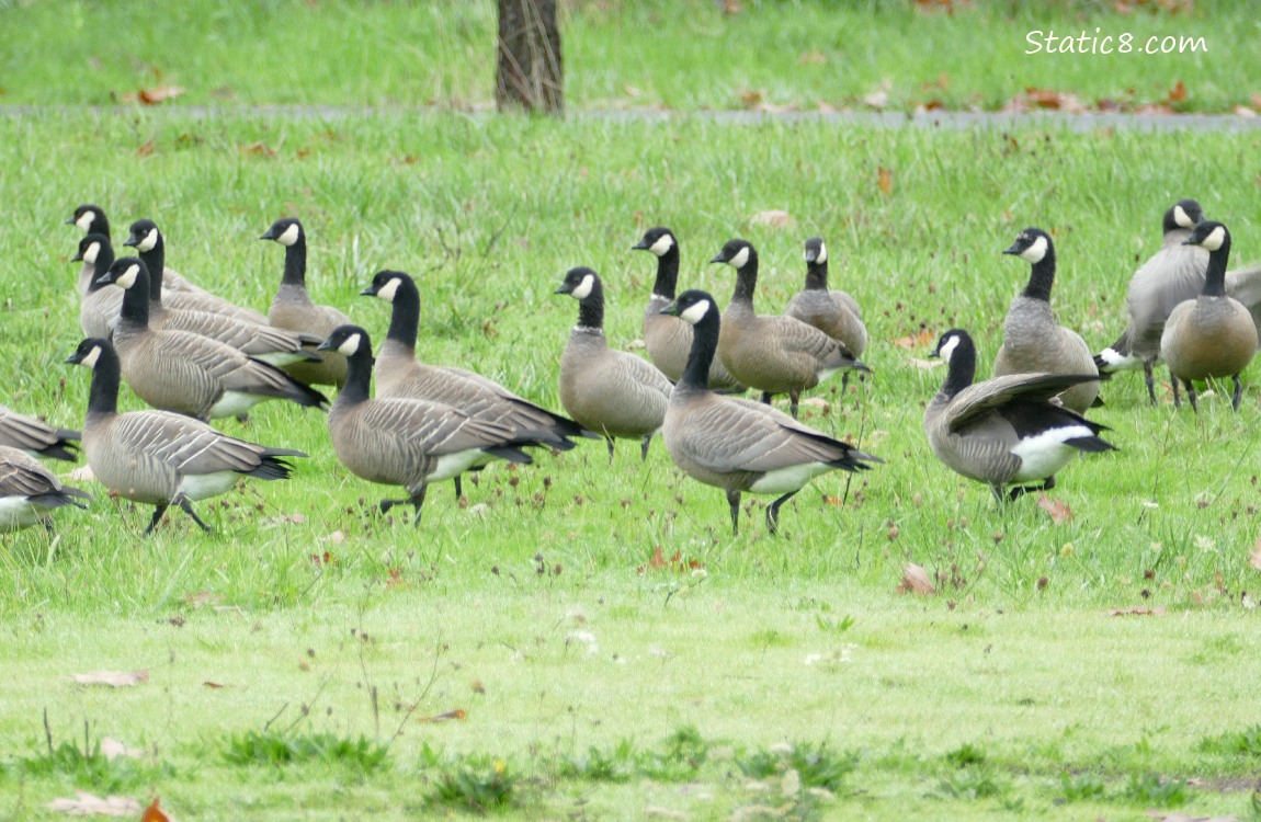 Cackling Geese walking in the grass