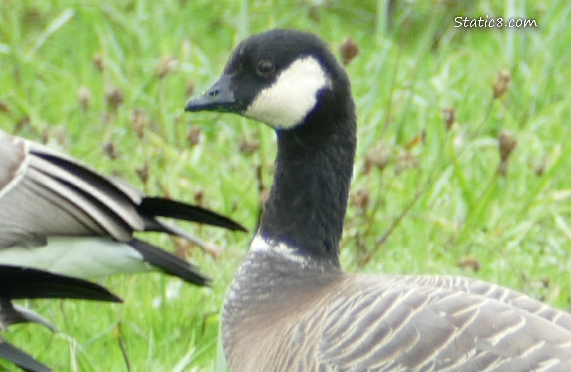 Close up of a Cackling Goose