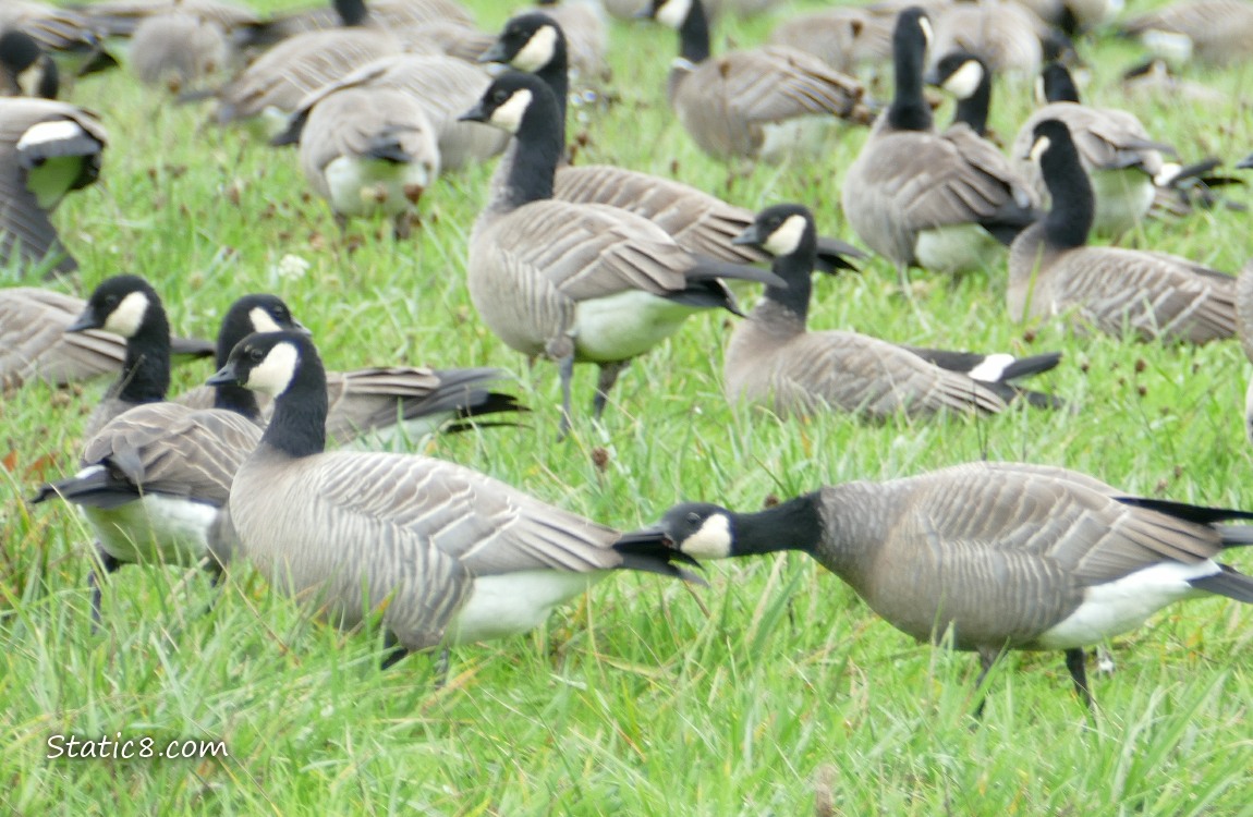 Cackling Geese standing in the grass