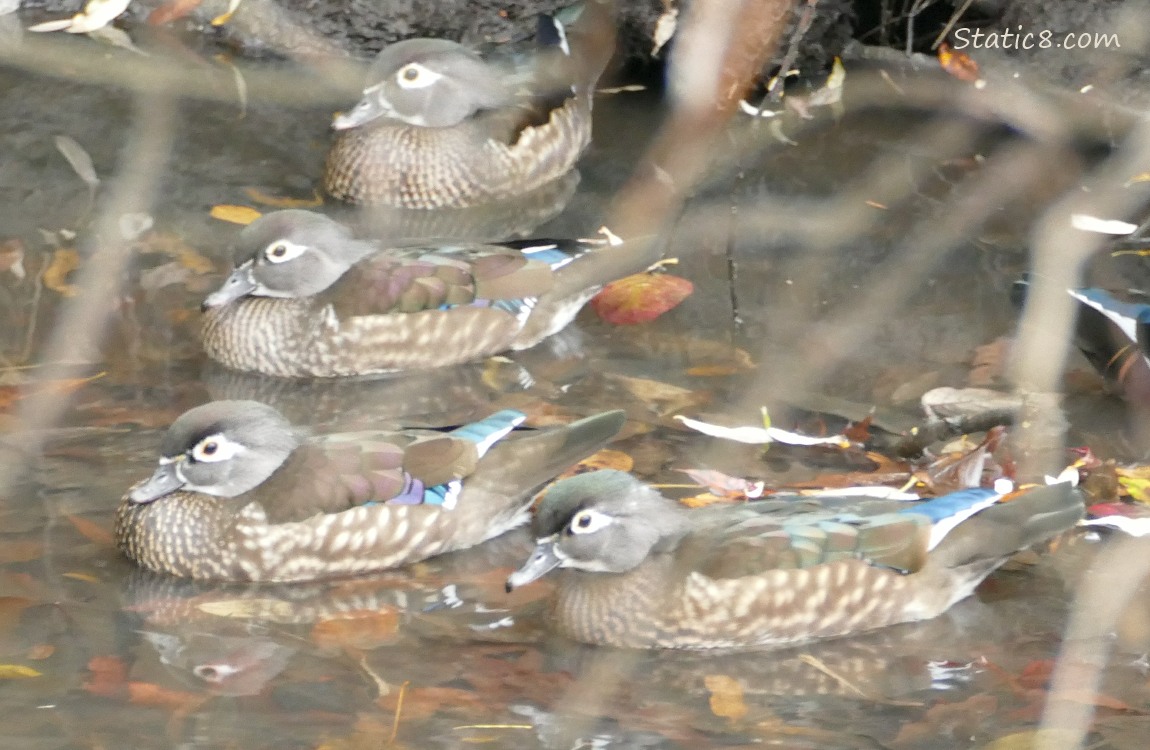 four female Wood Ducks on the water