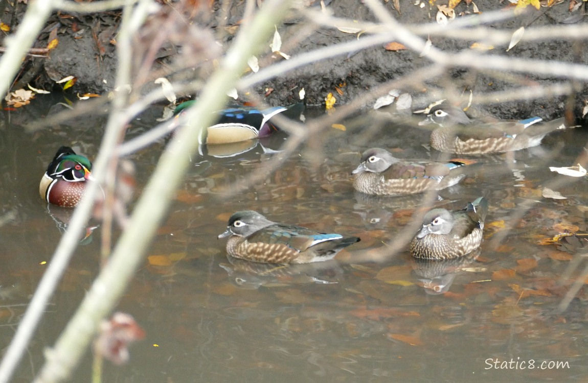 Wood Ducks paddling on the water, behind sticks