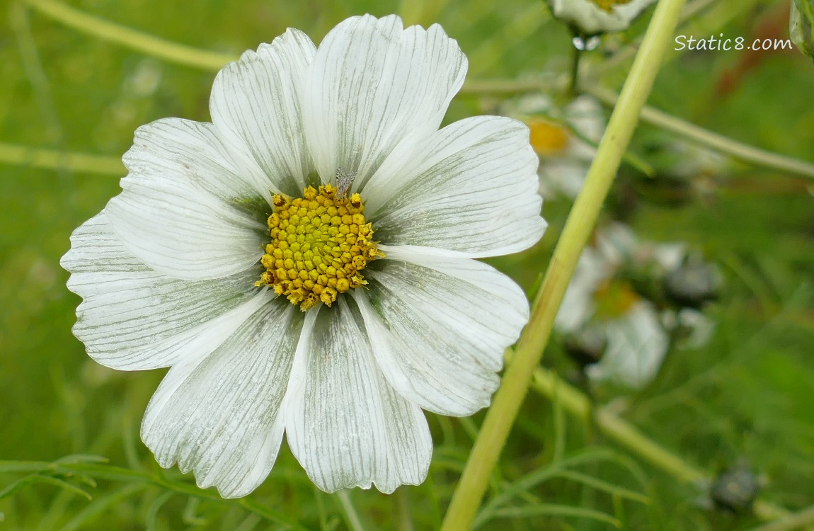 White Cosmos bloom