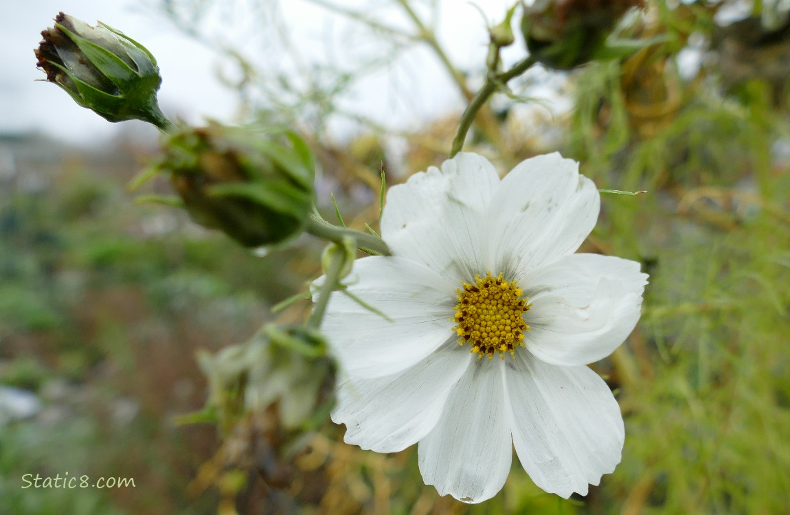 White Cosmos bloom next to spent seed heads