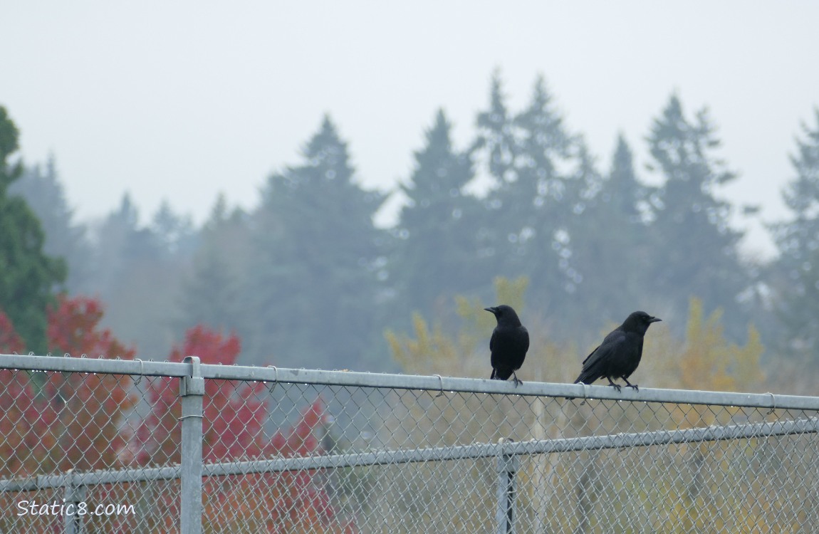 Two crows standing on a chain link fence with foggy fir trees in the background