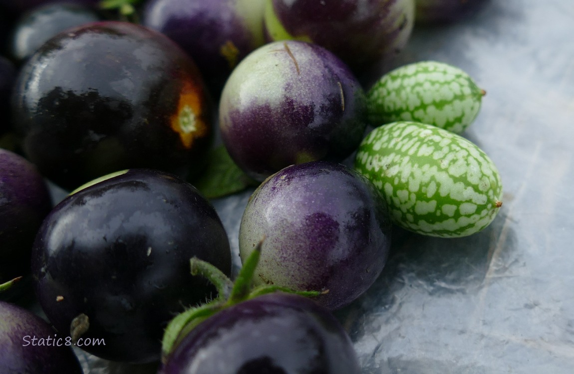 Two Cucamelons, next to harvested black tomatoes