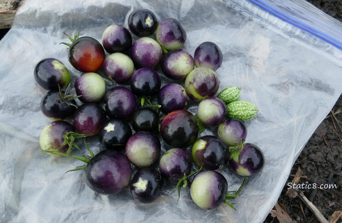 Black Cherry tomatoes on a ziplock on the ground