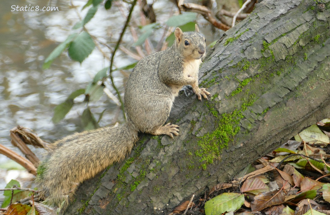 squirrel standing on a tree trunk in front of the creek