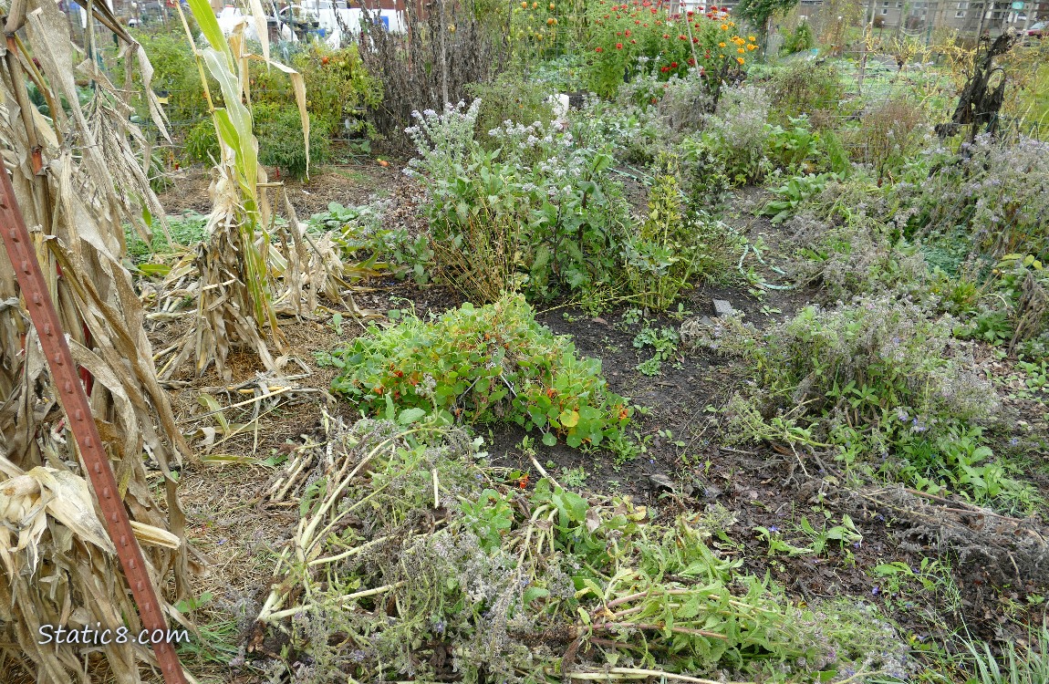 garden plot after