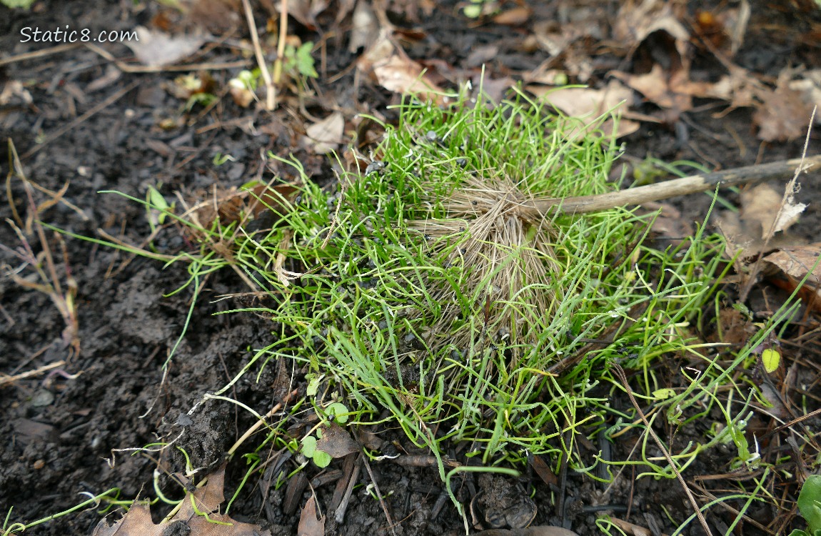 Leek seedlings
