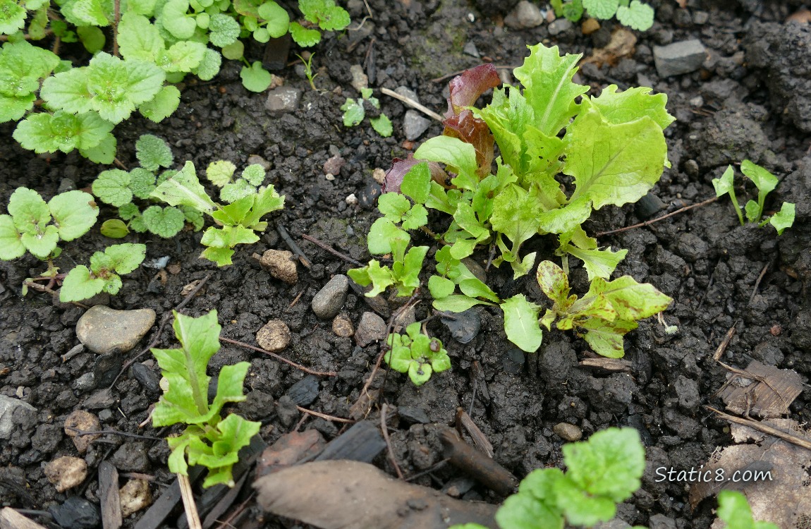 Lettuce seedlings growing in the dirt