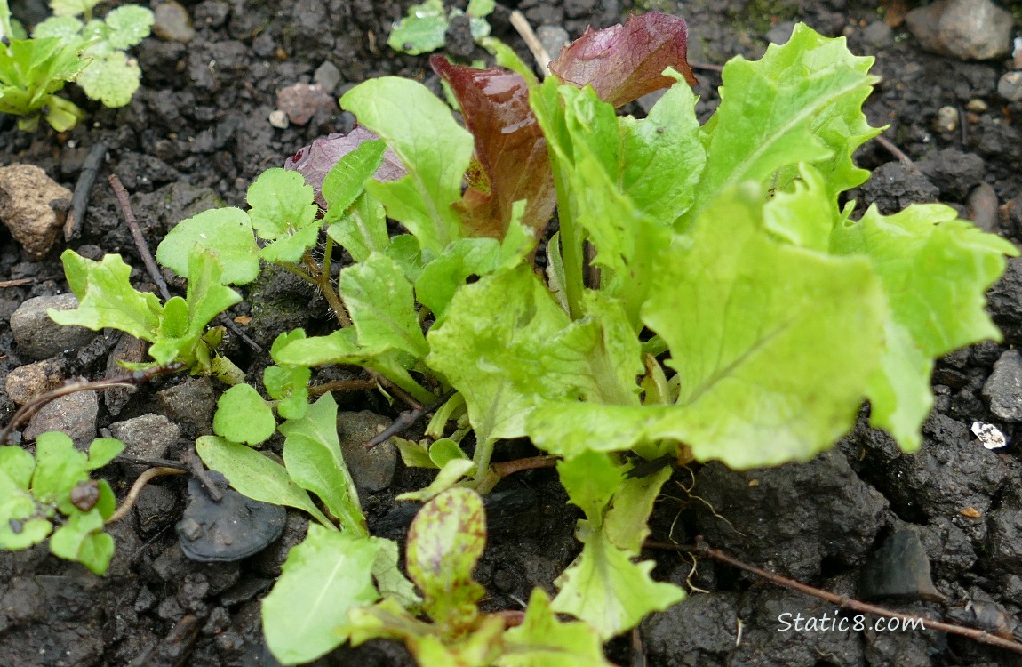 Lettuce seedlings growing in the dirt