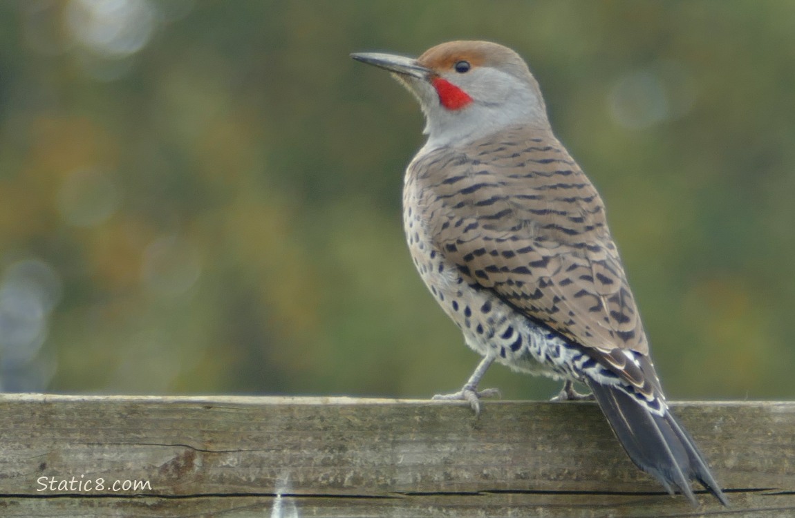 Northern Flicker standing on a wood fence
