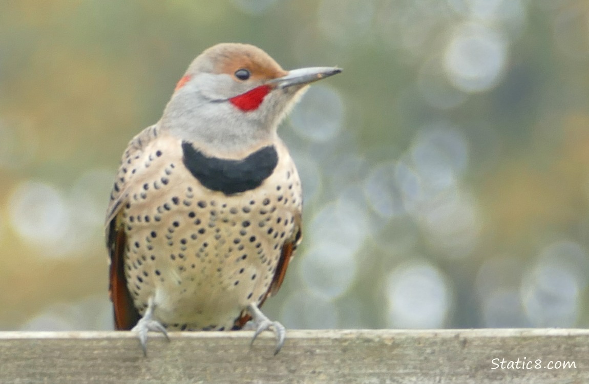 Norther Flicker standing on a wood fence