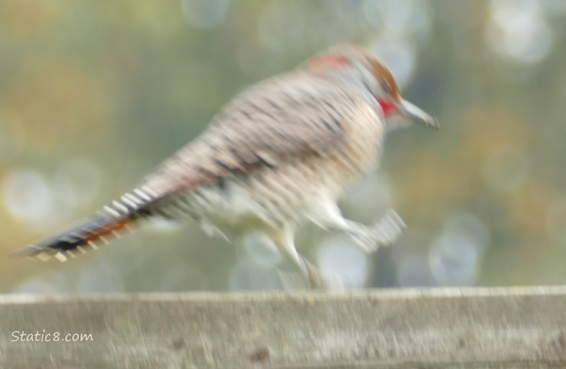 Blurry Flicker hopping along the wood fence