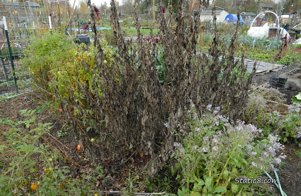 Dead Sunchoke with brown stalks