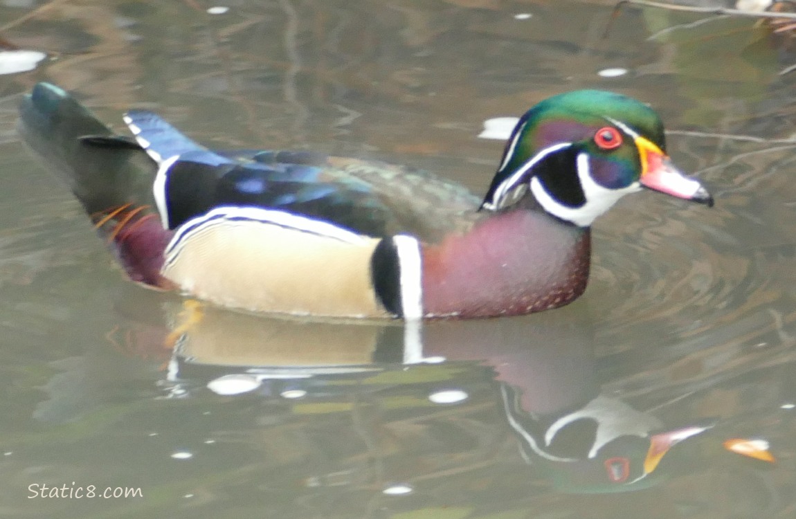 Male Wood Duck on the water