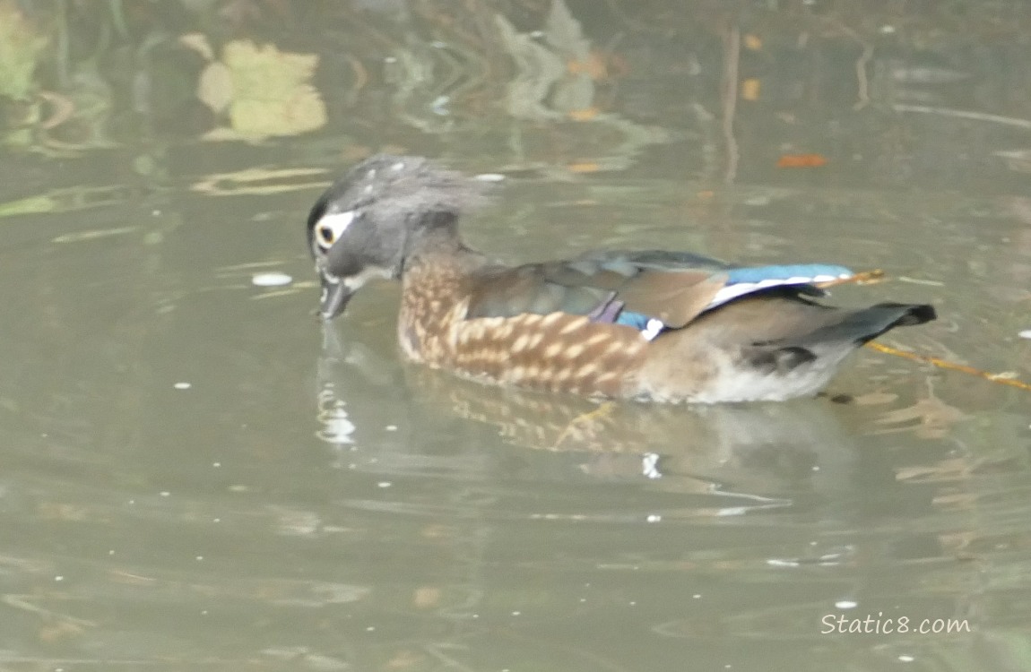 Female Wood Duck about to dive into the water