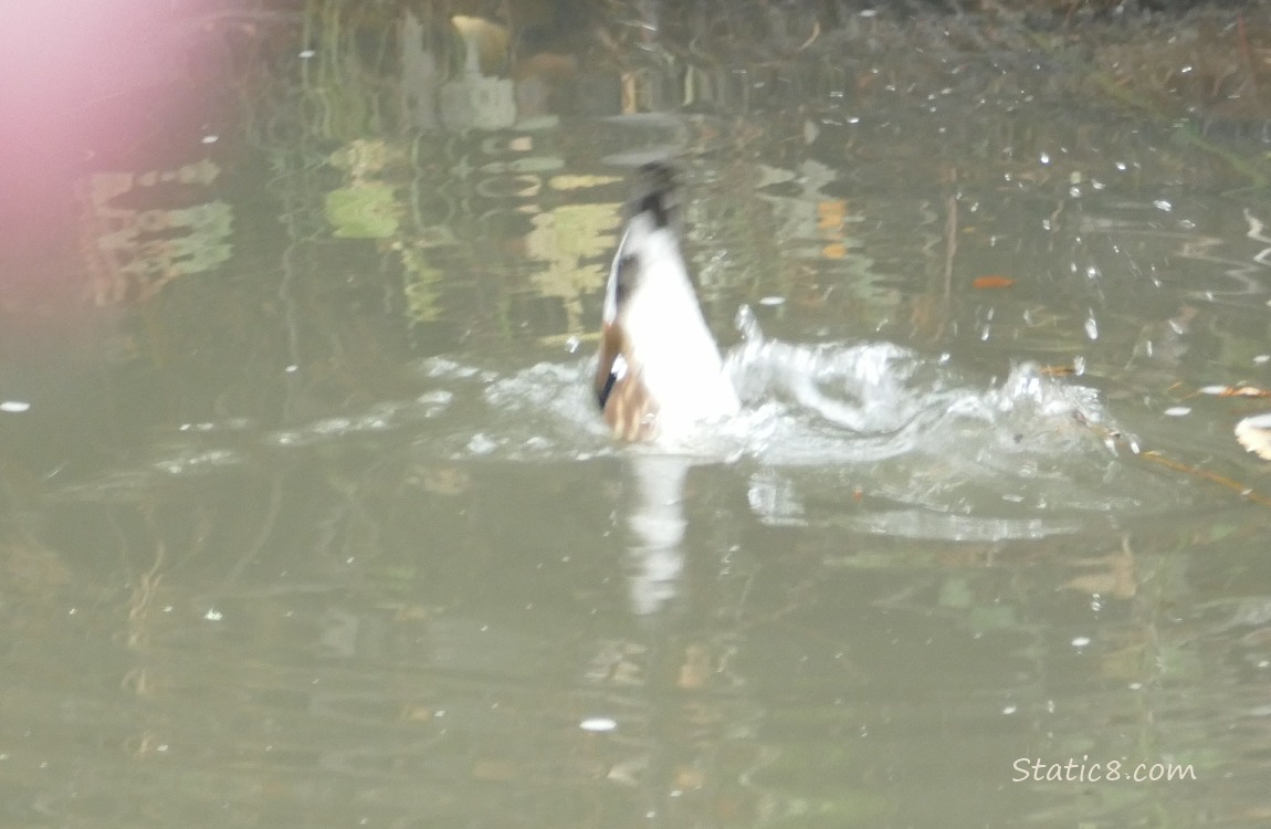 Female Wood Duck diving into the water, only her tail showing
