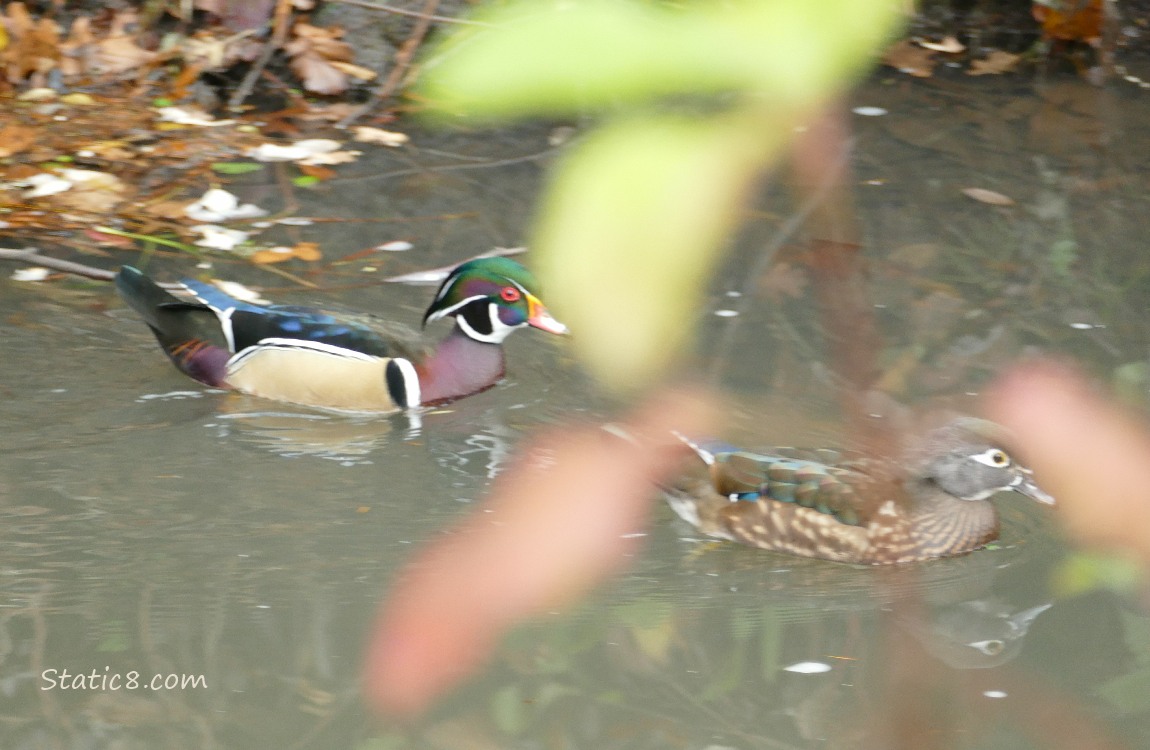 Wood Duck pair paddling on the water behind some leaves