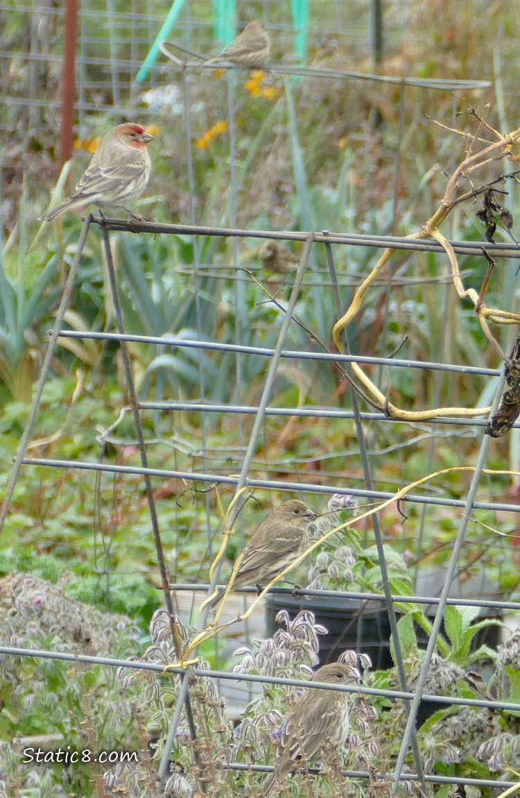House Finches standing on a wire trellis in a garden