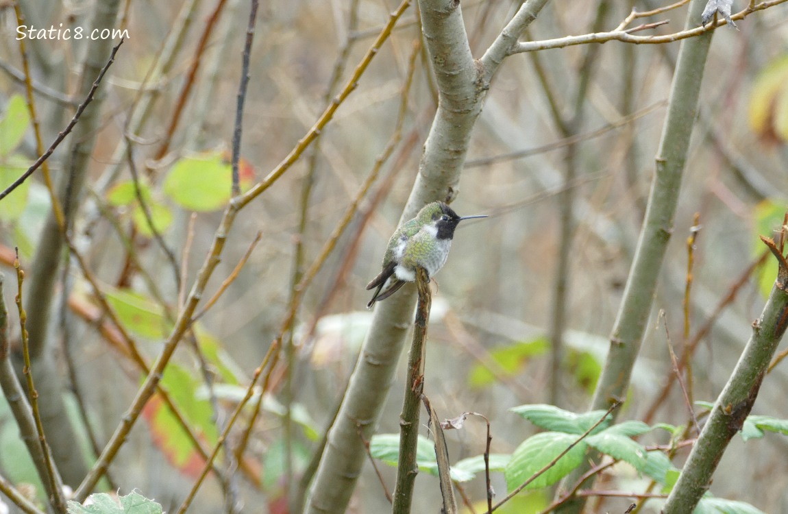 Anna Hummingbird standing on a stick