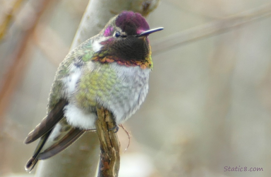 Male Anna Hummingbird