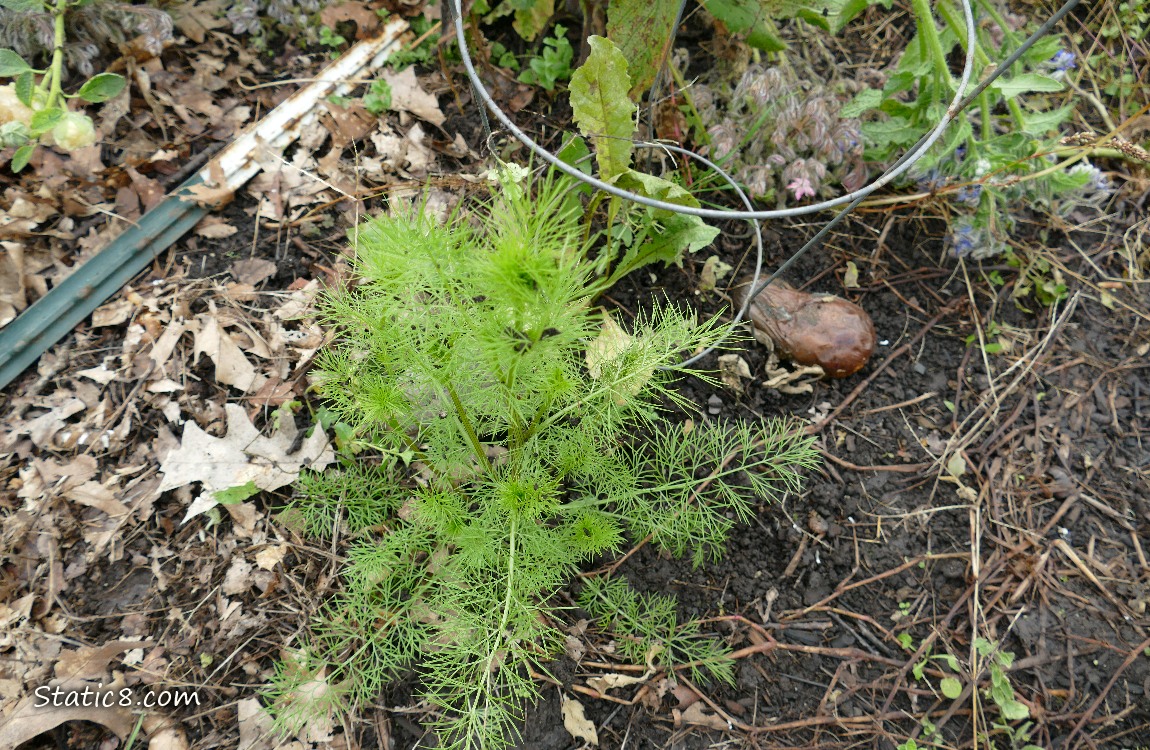 Cosmos next to a fallen Eggplant fruit