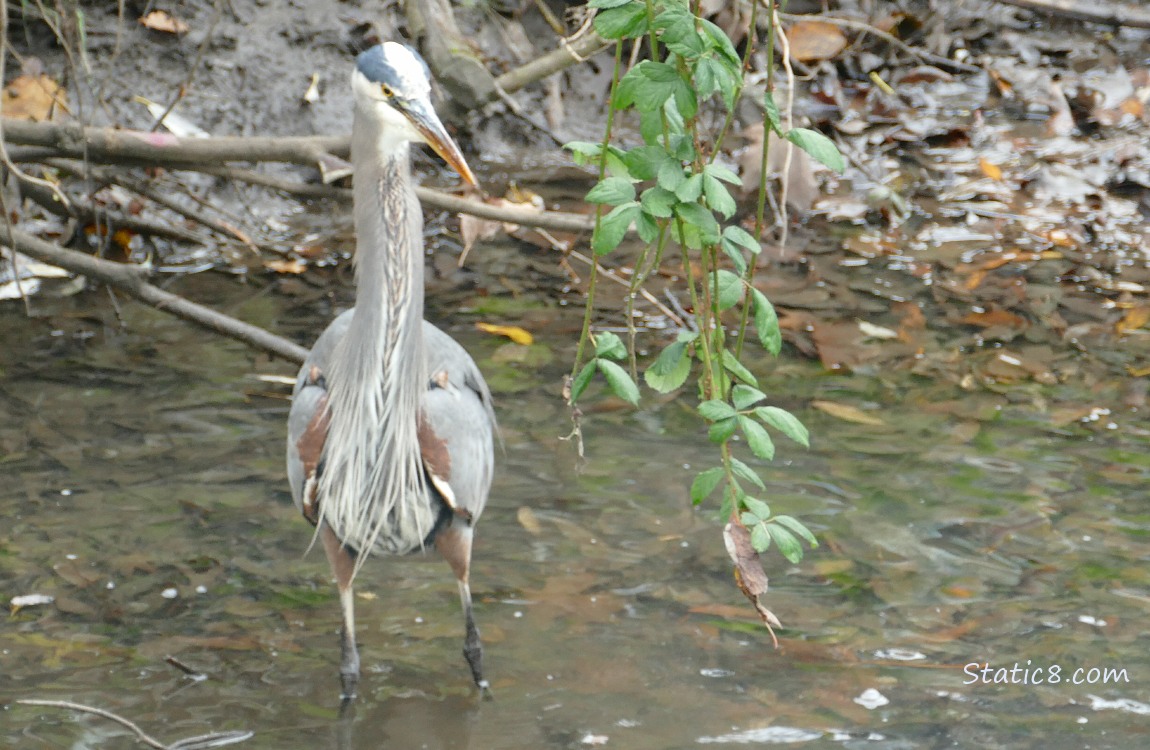 Great Blue Heron standing in shallow water