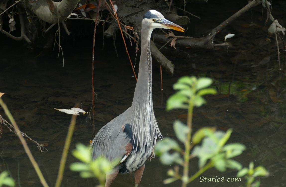 Great Blue Heron