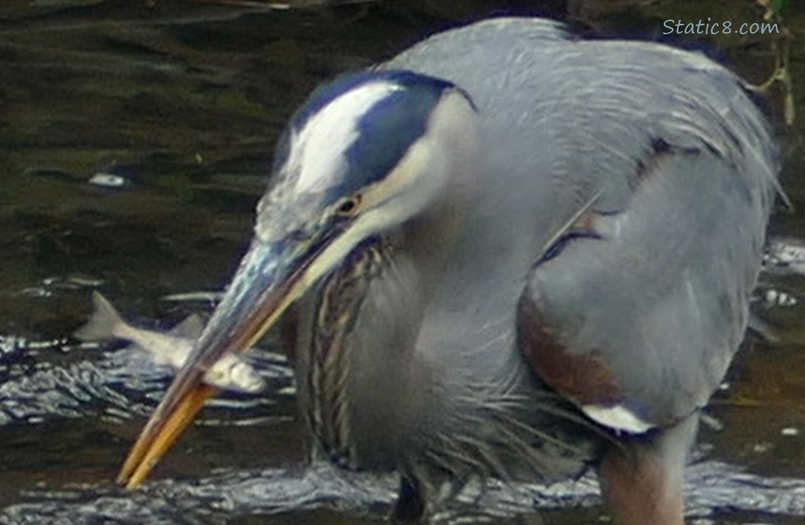 Great Blue Heron holding a small fish in their beak