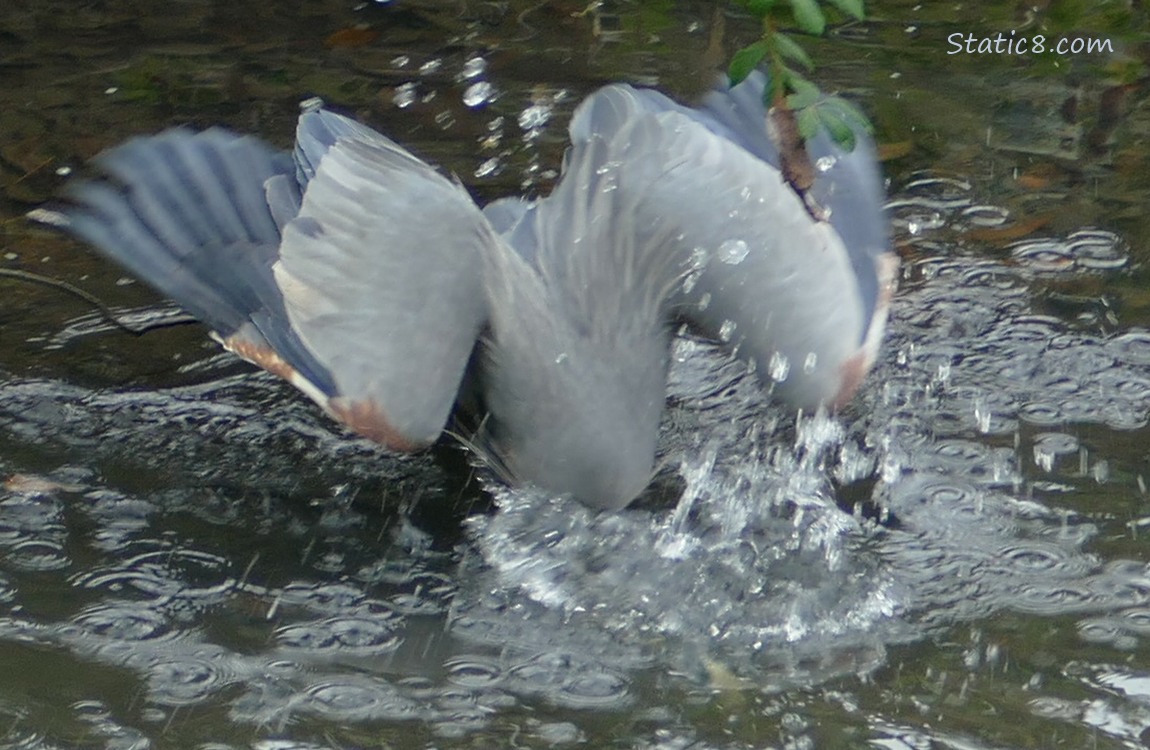 Great Blue Heron strikes in the water