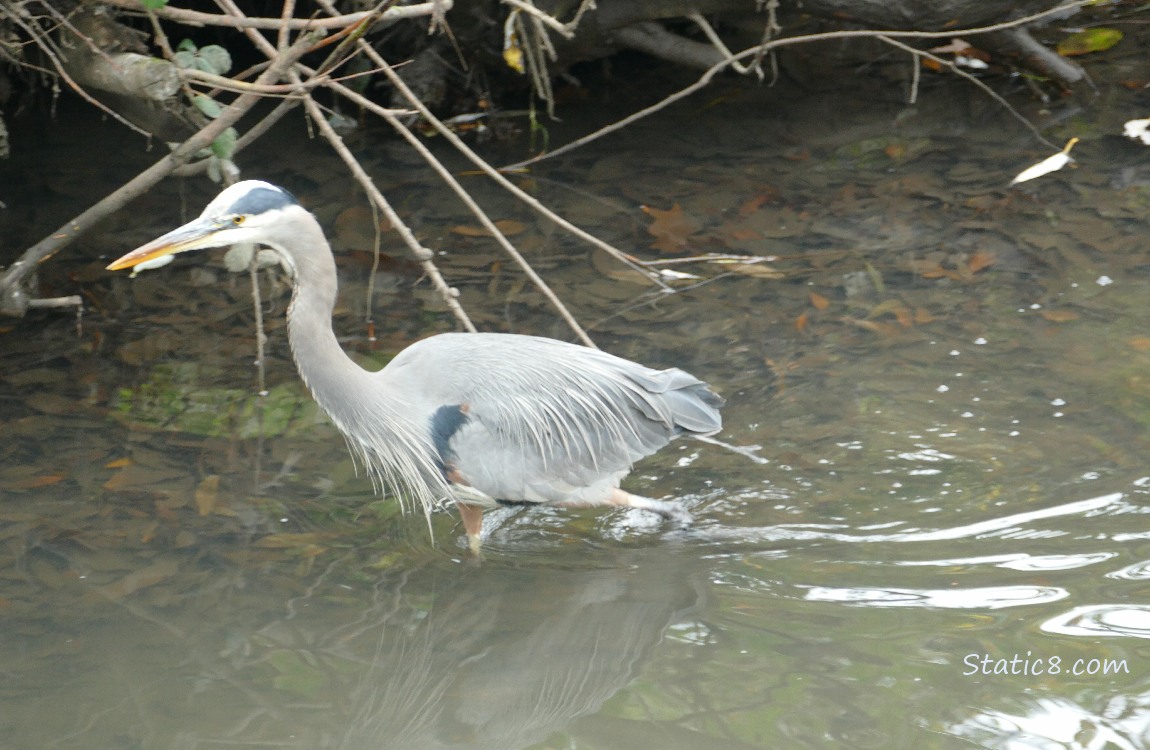 Great Blue Heron walking in shallow water